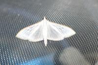 Palpita vitrealis