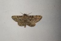 Peribatodes rhomboidaria rhomboidaria