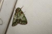 Polyphaenis sericata