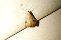 Rivula sericealis