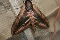 Sphinx ligustri