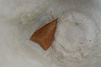 Udea ferrugalis
