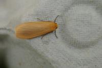 Wittia sororcula