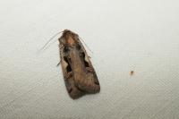 Xestia c-nigrum
