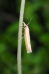 Pediasia contaminella