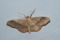 Idaea aversata