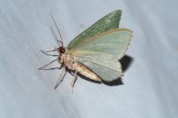 Hemithea aestivaria
