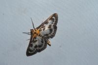 Anania hortulata