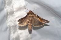 Habrosyne pyritoides