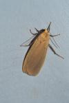 Wittia sororcula