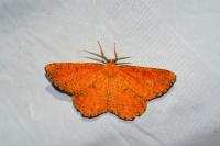 Angerona prunaria