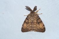 Lymantria dispar