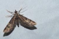 Gymnoscelis rufifasciata