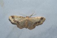 Idaea trigeminata
