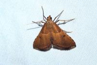 Endotricha flammealis