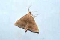 Herminia tarsicrinalis