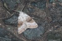 Meganola albula