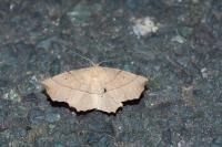 Gerinia honoraria