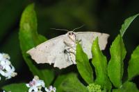 Gerinia honoraria