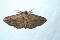 Horisme radicaria insularis