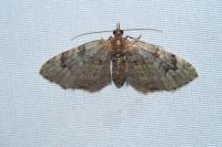 Chloroclystis v-ata