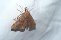Polypogon plumigeralis