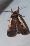 Ochropleura plecta