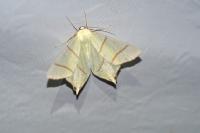 Ourapteryx sambucaria