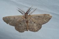 Hypomecis punctinalis