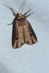 Axylia putris