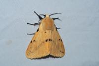 Spilarctia lutea