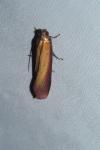 Oncocera semirubella