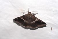 Dysgonia algira