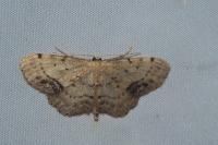 Idaea dimidiata