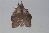Stauropus fagi