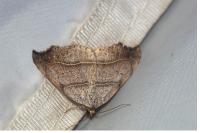 Laspeyria flexula
