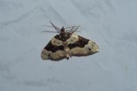 Cosmorhoe ocellata