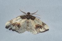 Ligdia adustata