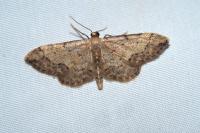 Idaea efflorata