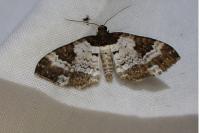 Melanthia procellata