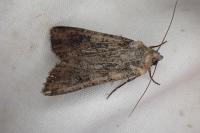 Peridroma saucia