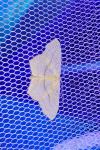 Scopula imitaria