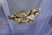 Peribatodes umbraria perumbraria