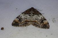 Dysstroma truncata