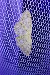 Scopula marginepunctata