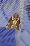 Thyatira batis