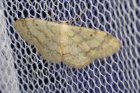 Idaea biselata