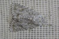 Acronicta aceris