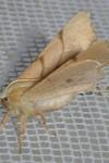 Ennomos erosaria