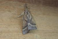 Synaphe punctalis